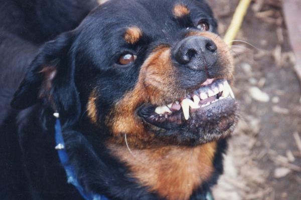 italian woman fatally mauled by brother's dog
