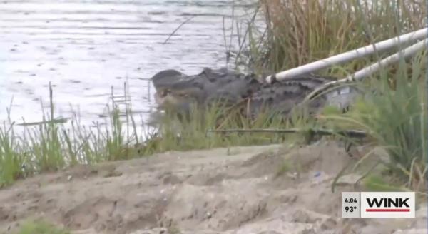 gator