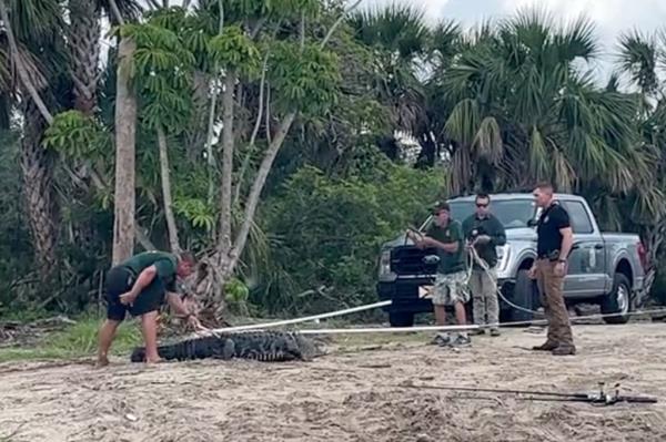 Florida gator