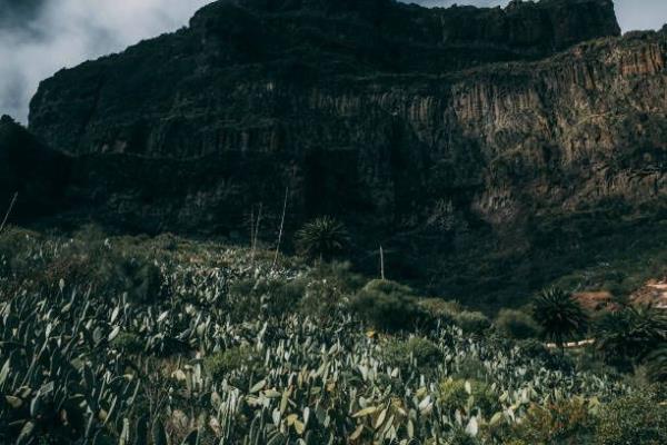 Cacti in Tenerife, off the African coast (Getty)