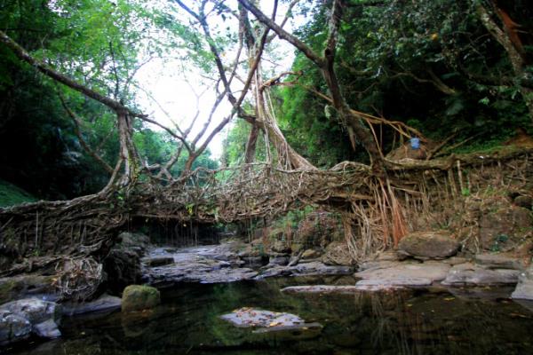 It takes around 60 years for trees to grow into natural bridges. Photo: Tanmoy Kairy
