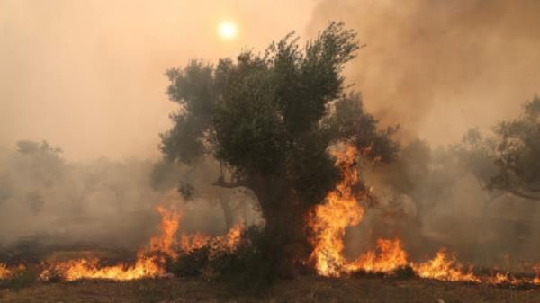 Flames burn a tree as a wildfire rages in Alexandroupolis, on the region of Evros, Greece on 22 August 2023. Photo: Reuters/Alexandros Avramidis 