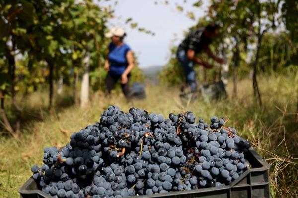Grapes of wrath: Albania winemakers struggle with warmer world