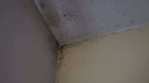 Mould in the Sinnott family's Waltham Abbey council flat