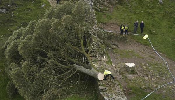 England: Authorities arrest 16-year-old boy over the ‘deliberate’ felling of a famous tree at Hadrian’s Wall