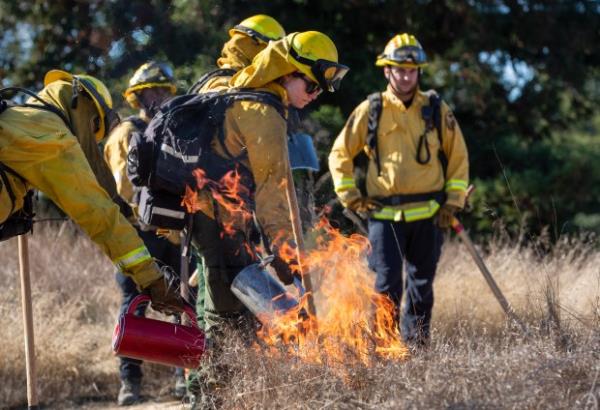 Drip torches are used to co<em></em>nduct a prescribed burn at...