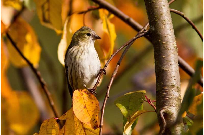 Forest bird