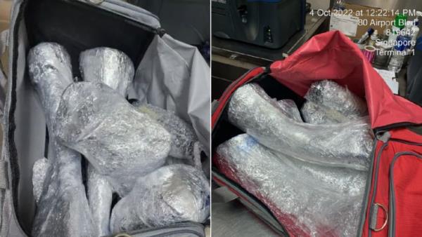 South African man admits to role in Singapore's largest seizure of rhino horns after airport scan picks up clues