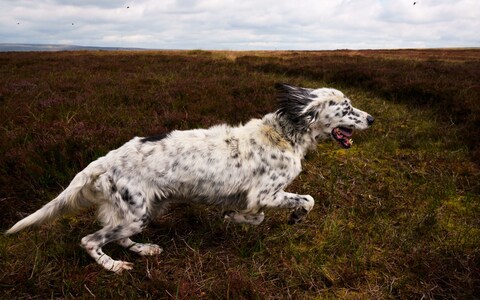 Grouse hunting