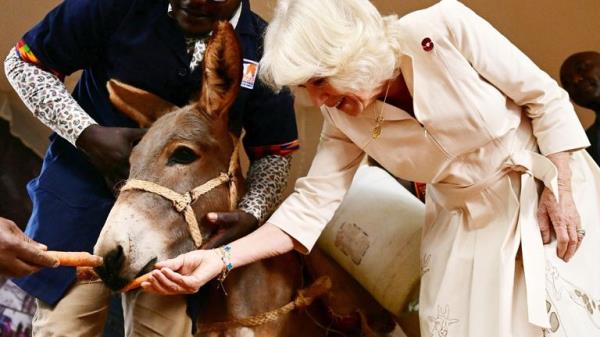 Queen Camilla feeds a do<em></em>nkey during a visit to the Brooke Do<em></em>nkey Sanctuary in Nairobi, Kenya on November 1, 2023. The equine welfare charity Brooke is working with the Kenya Society for the Protection and Care of Animals (KSPCA) to rescue do<em></em>nkeys at risk, and promote their welfare.     BEN STANSALL/Pool via REUTERS
