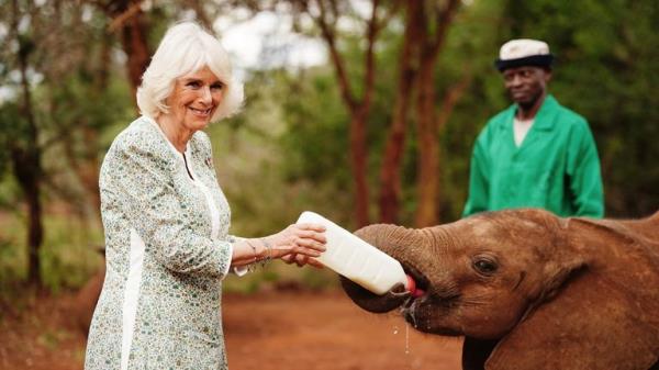 Queen Camilla feeds milk to a baby elephant during a visit to Sheldrick Wildlife Trust Elephant Orphanage in Nairobi Natio<em></em>nal Park, to hear a<em></em>bout the trust's work in the co<em></em>nservation and preservation of wildlife and protected areas across Kenya, on day two of the state visit to Kenya. Picture date: Wednesday November 1, 2023. PA Photo. See PA story ROYAL Kenya. Photo credit should read: Victoria Jones/PA Wire