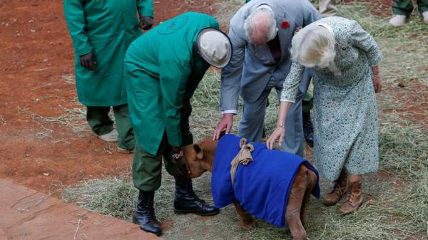 King Charles and Queen Camilla interact with an orphaned rhino, at the Sheldrick elephant orphanage, on the outskirts of Nairobi, Kenya November 1, 2023. REUTERS/Thomas Mukoya/Pool</p>

<p>　　