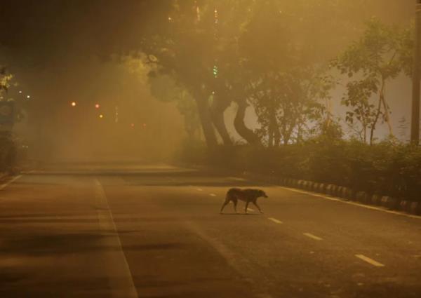 New Delhi smog grows more intense as farm fires rage