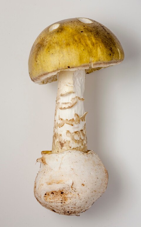 The most poiso<em></em>nous mushroom known: the death cap mushroom