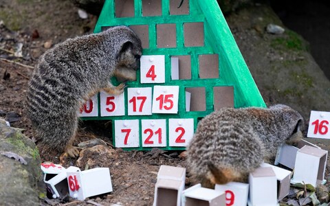 Meerkats going back for more helpings of crickets in blankets
