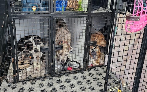 The dogs are being sent to Scotland in cages