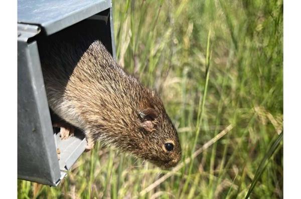 Biologists discover new rodent-ba<em></em>sed virus