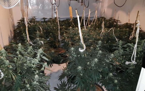 Kukaj was arrested after a police raid in Hardwick, Cambridgeshire, discovered 580 cannabis plants worth nearly ￡500,000