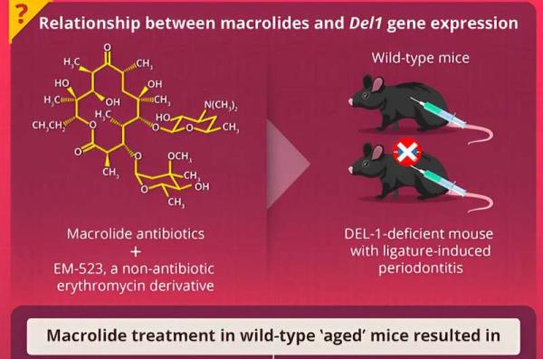 Novel macrolide–DEL-1 axis drives bone regeneration in aging individuals