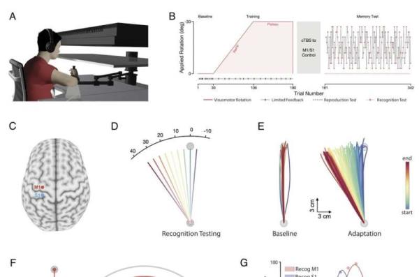 Exploring how the somatosensory cortex co<em></em>ntributes to the encoding of newly learned movements