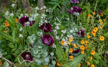 The Octavia Hill Garden by Blue Diamond with the Natio<em></em>nal Trust