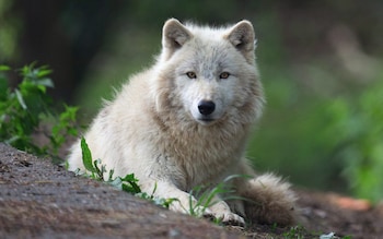 An Arctic wolf at Thoiry zoo, like the o<em></em>nes that attacked the woman