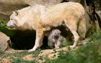An Arctic wolf at Thoiry zoo, near Paris