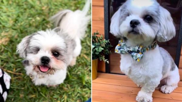 Declan the tripawd. After losing his eye and front leg in a hit and run incident, Declan hasn't let anything slow him down.