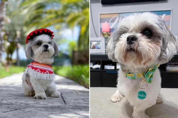  Pictures of Declan posing for the camera. Living with his owner in Miami, the aftermath of his accident is no obstacle for the little pup.@declan_the_one_eyed_tripawd/Instagram