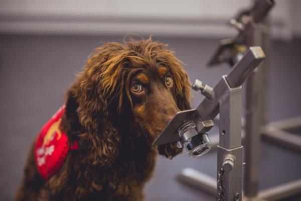 Canine's sense of smell is quite incredible: wher<em></em>eas humans have around five million receptors in our noses, they have 350 million