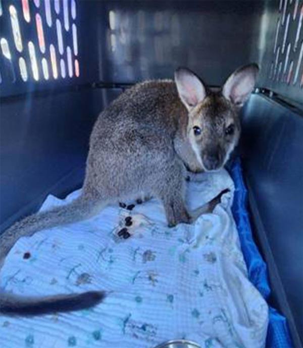 The wallaby was saved Saturday evening. 