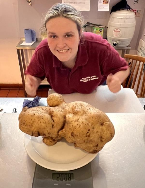 Roni Gill, 23, with the giant potato in Archie's Fish and Chip Shop in Minster in Thanet, September 4th 2023. See SWNS story SWSMpotato. A chippy in Kent has discovered what they reckon could be the UK's biggest spud. Archie's Fish and Chip Shop in Minster in Thanet took to social media to show off the whopper of a potato - that they say has a resemblance to a seal or hippo. Wife and husband owners Natalia Sidorova, 50, and Alexander Povalyaev, 42 posted the video on social media featuring colleague Roni Gill, 23, with the famed veg. The potato's weight is being kept a secret as the chippy intends to host a guessing game for customers - but co<em></em>nfirmed the spud is 10 inches by 6 inches.