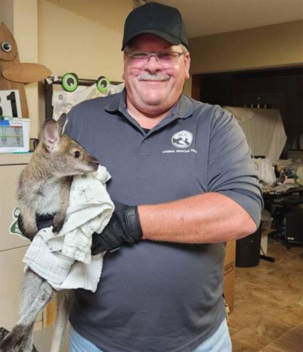 The misguided wallaby who was rescued from the Co<em></em>ney Island boardwalk earlier this week. 