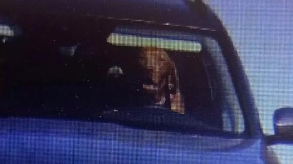 The driver was charged after the camera snapped the dog in the hot seat (Picture: Policia Slovenskej Republiky / Facebook)