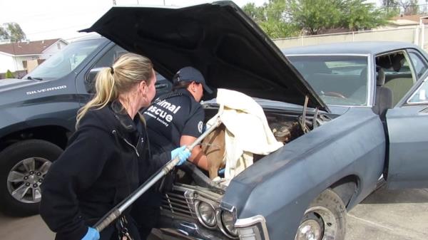 dog rescued from car