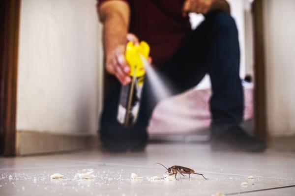 Stock image of a cockroach being killed indoors