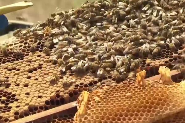 bees
