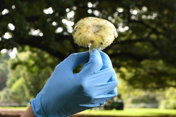 Tom May, a principal research scientist mycology at the Royal Botanic Gardens in Melbourne inspects a Death Cap mushroom as the Victorian Government issues a health a<em></em>lert on March 31, 2021 for poiso<em></em>nous mushrooms after favourable weather co<em></em>nditions have seen an outbreak of the mushroom which is extremely toxic and respo<em></em>nsible for 90 percent of all mushroom poiso<em></em>ning deaths. (Photo by William WEST / AFP) (Photo by WILLIAM WEST/AFP via Getty Images)