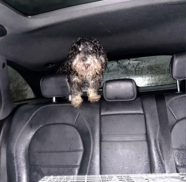 Max is pictured shortly after he was found on Friday.