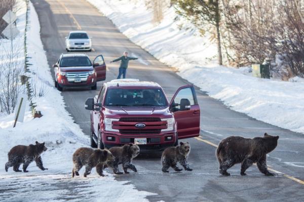 Grizzly bear No. 399 and her four cubs pictured in 2020.