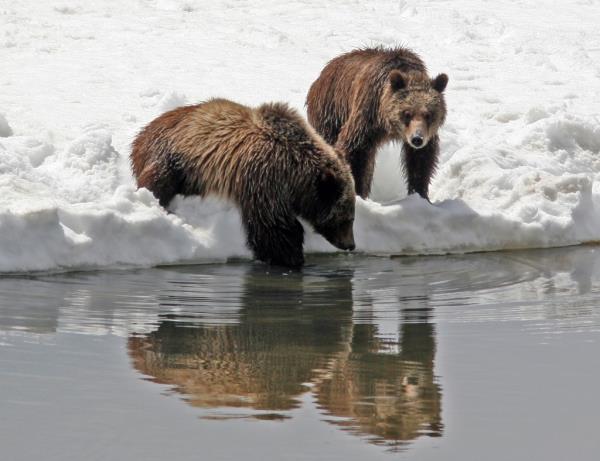 Grizzly bear No. 399 and a cub.