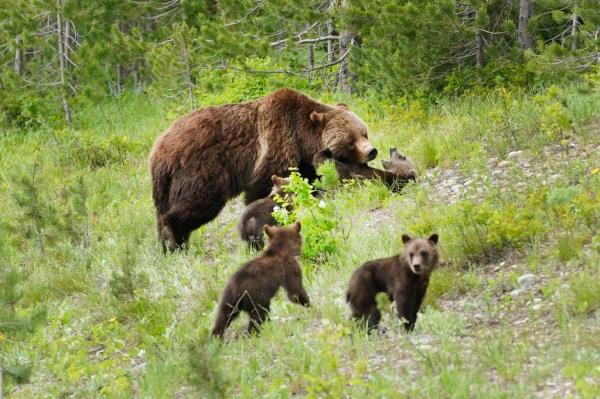 Grizzly No. 399 and her cubs.