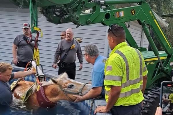 The horse became trapped in pool Tuesday evening. 