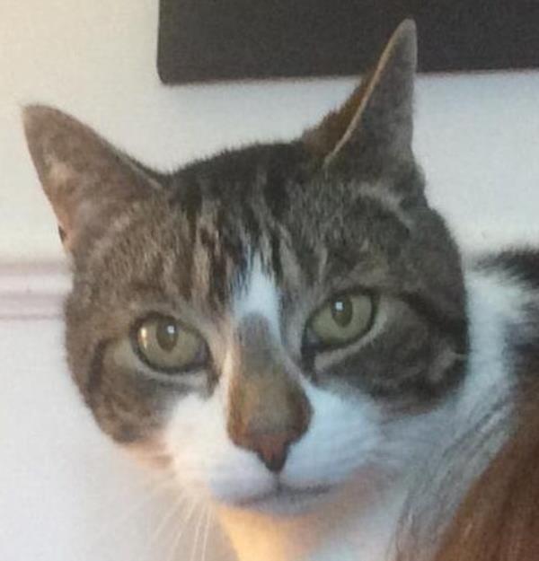 Lenny the cat No credit