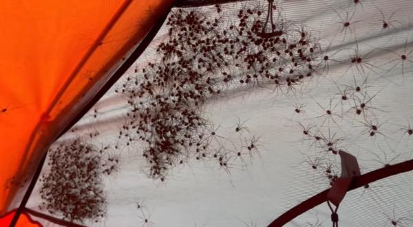 Video captures hundreds of daddy lo<em></em>nglegs swarming a backpacker's tent in Alaska's remote Lake Clark Natio<em></em>nal Park. 