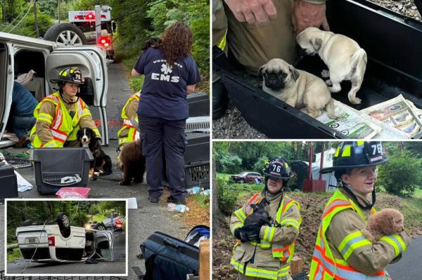 puppies at crash site
