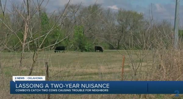 Cowboys hired to wrangle up two feral cows who had been on the lam in Oklahoma for two years.