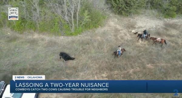 The giant cows turned up on Stapleton's property in 2022, shortly after a cattle trailer overturned on I-244, freeing 90 cows.