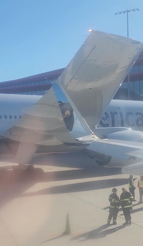 Planes collide on tarmac of Boston Logan Airport