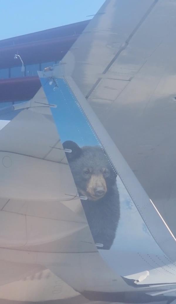 Planes collide on tarmac of Boston Logan Airport